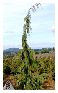 CHAMAECYPARIS nootkatensis 'Strict Weeping'